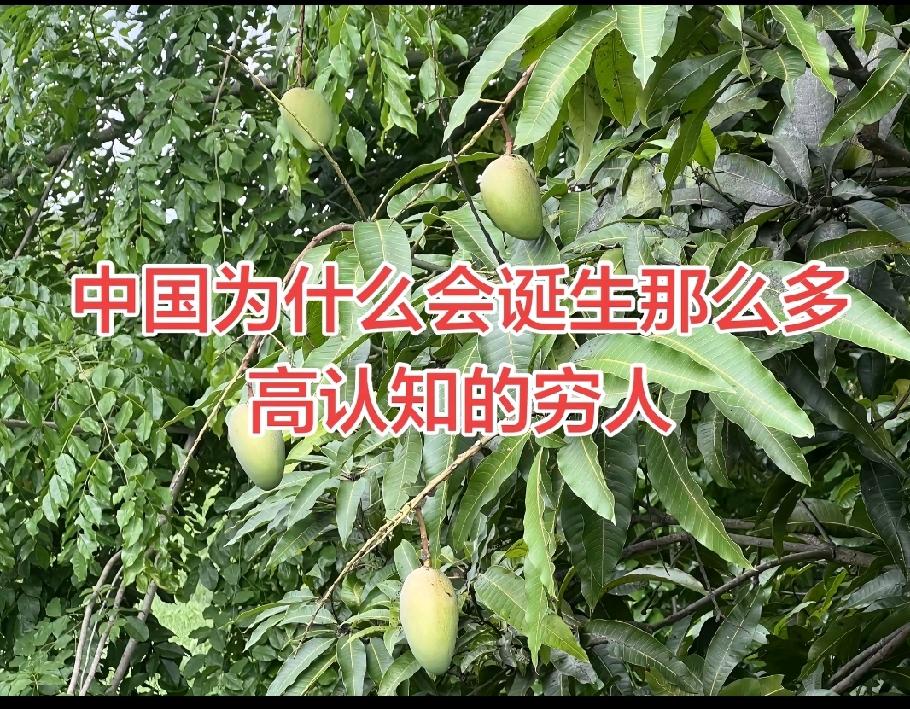 中国为什么诞生这么多高认知的穷人？实际上不是高认知，实际上只是真的菜而已！很