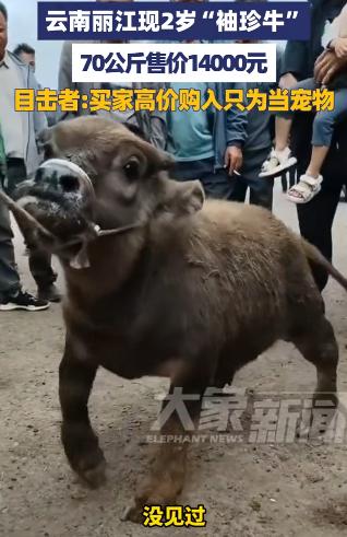 “活久见！”10月17日，云南丽江，一村民从小养大的牛过去了两年时间，牛的体型却