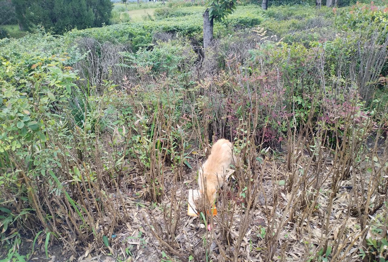 凌晨五点的雨里，我蹲在那几只埋头吃东西的小猫旁举着伞。它们没淋着，我倒浑身湿透，