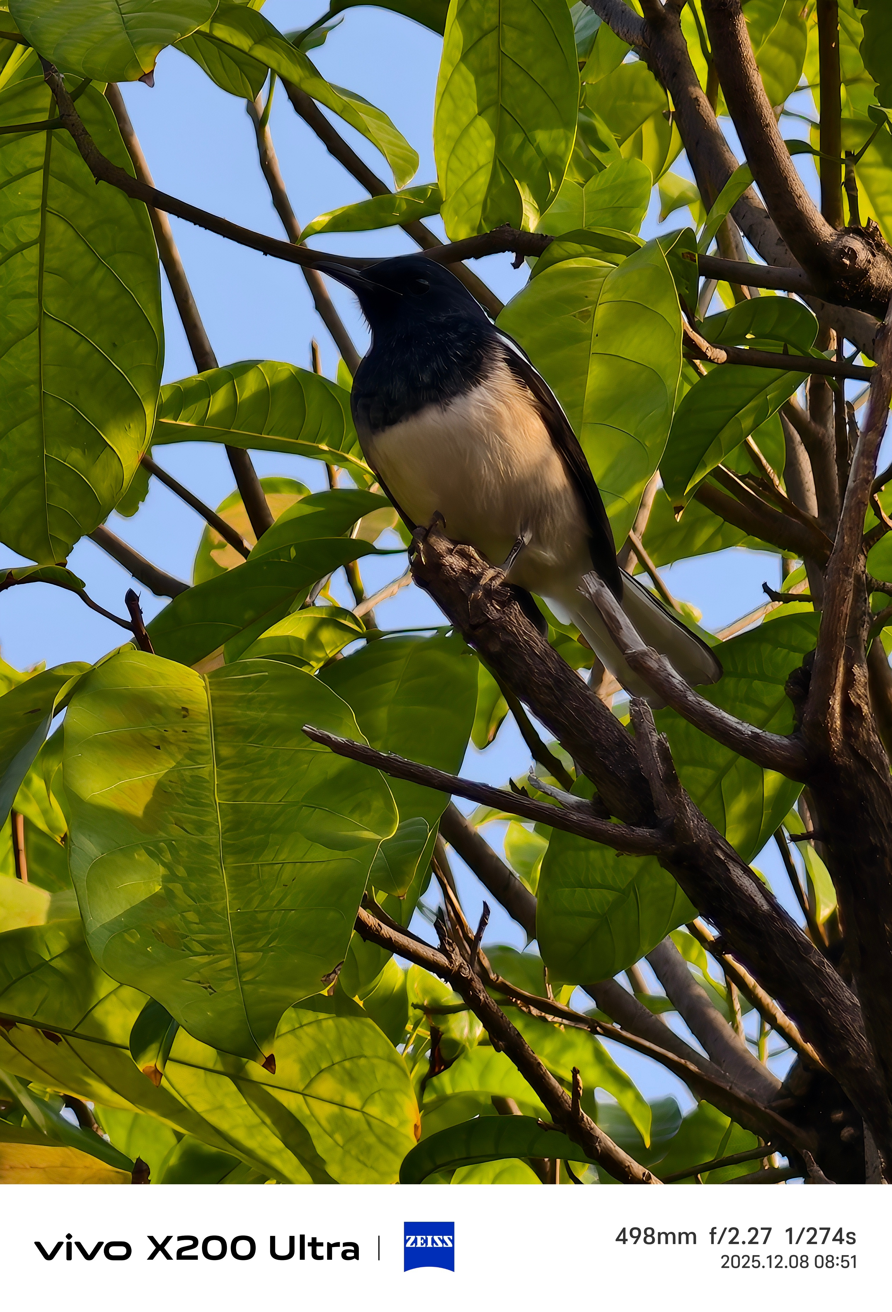 学校里面的鸟儿可爱呢