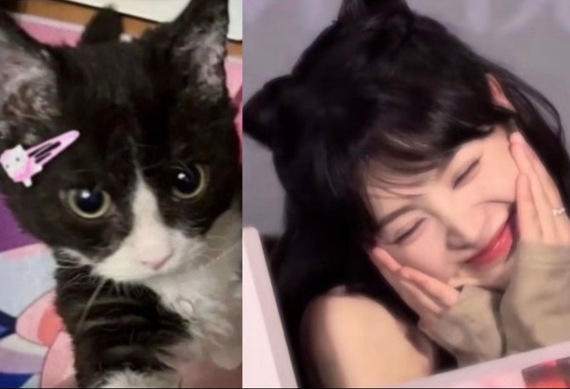 田曦薇王安宇都无法抵挡猫咪的可爱忙忙碌碌寻宝藏这是什么双倍可爱的爆炸场景呀？王