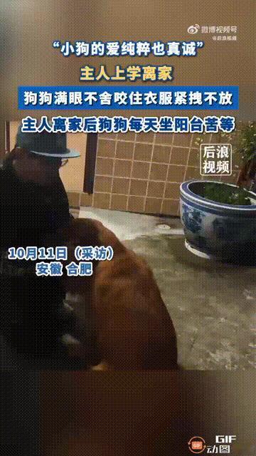 安徽合肥一名男生在大学毕业后养了一只小狗，他把小狗带回家时，小狗还特别的小，养了