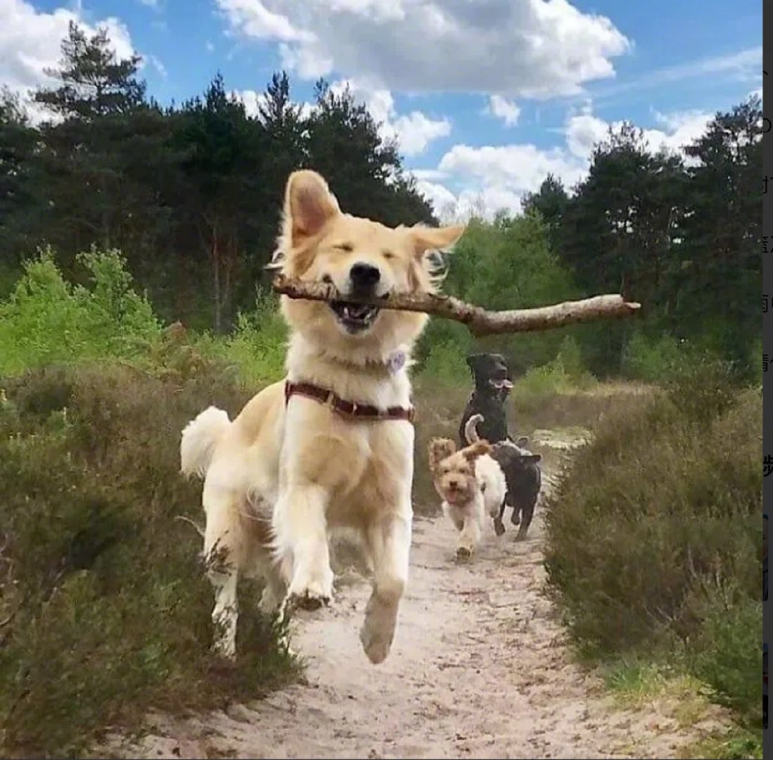 木棍对狗狗的意义不同凡响！