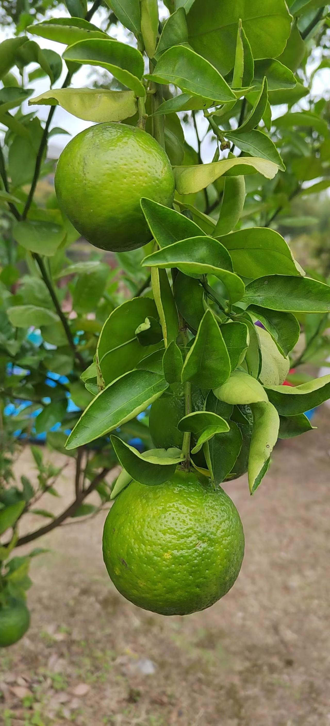 秋风起，落叶黄，青青的大桔子挂满枝头，清新自然，生机勃勃！