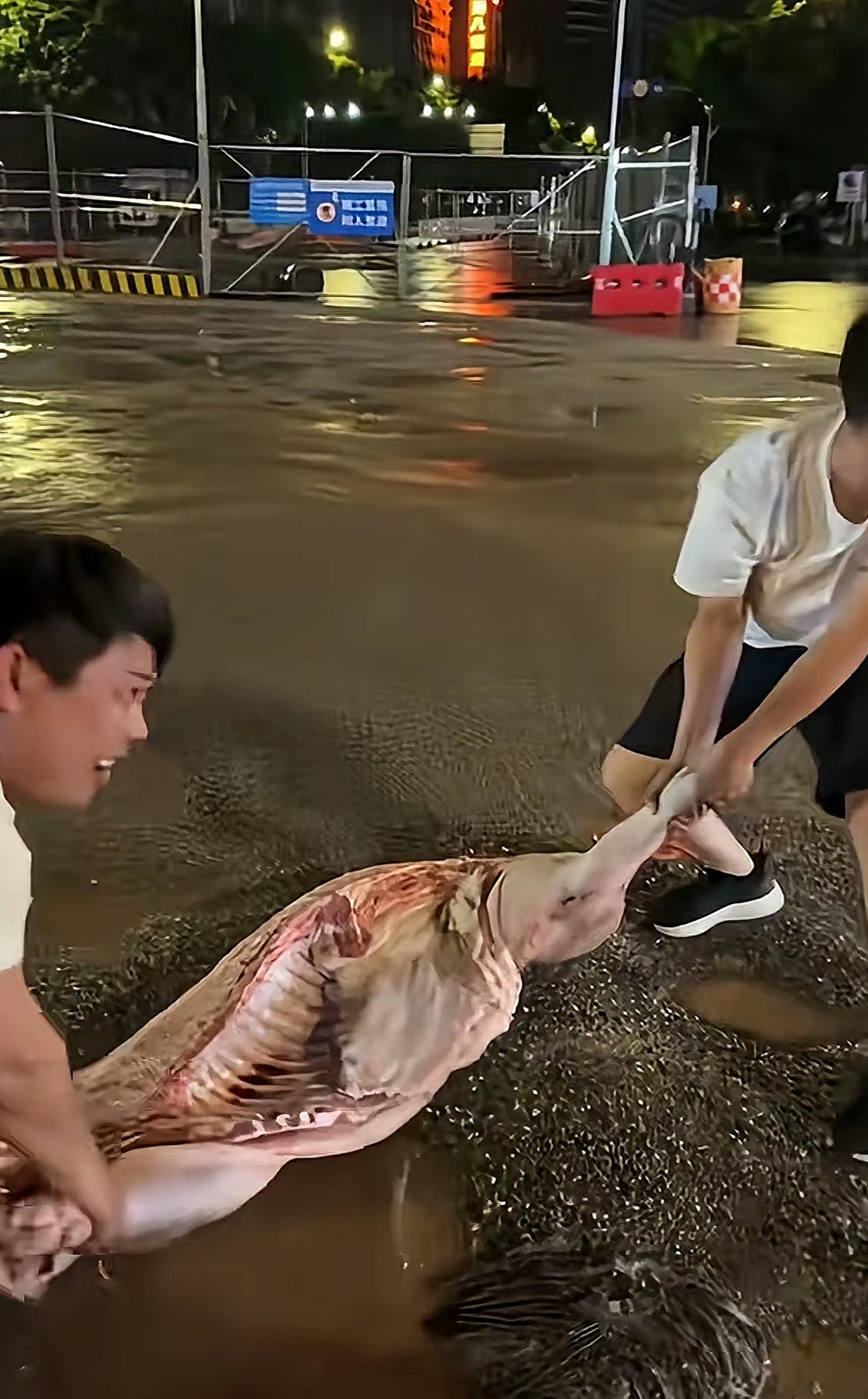 台风捡柴捡水果见过，捡猪还是第一次