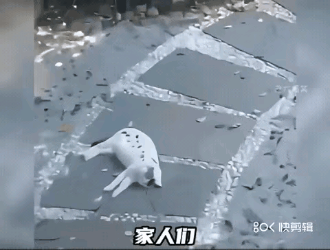 一只猫咪在树林边惬意的小憩，一阵脚步声由远而近，它全然没有感觉到危险的来临。因