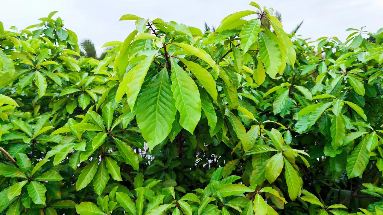 一场雨过后，天晴了，出门就能见到这么绿的叶子🍃美好的季节，美好的生活，朋友们一