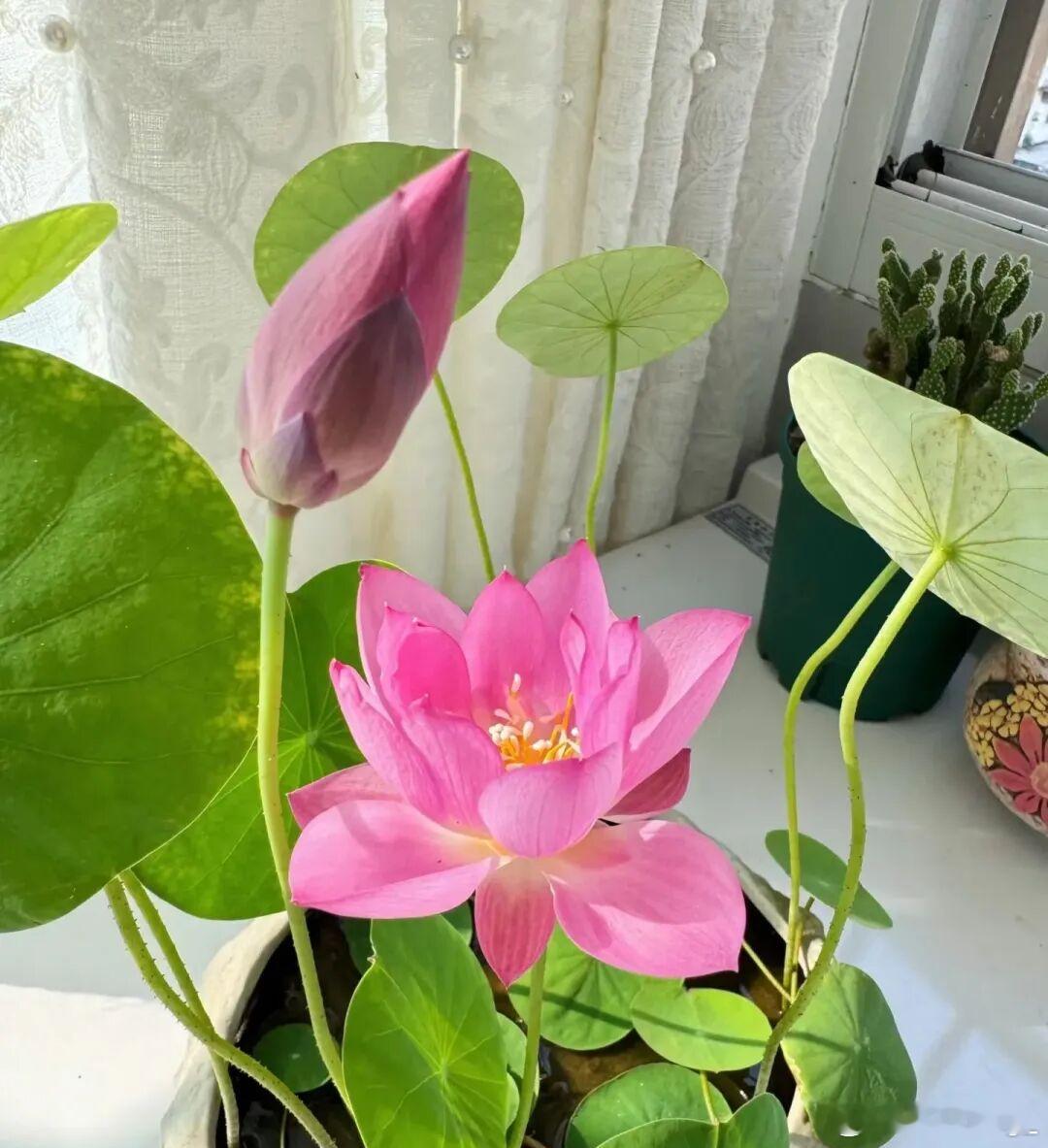 荷花种植方法一、选购荷花种子或幼苗，可选择已经培育好的幼苗或工程上常用的主藕繁殖