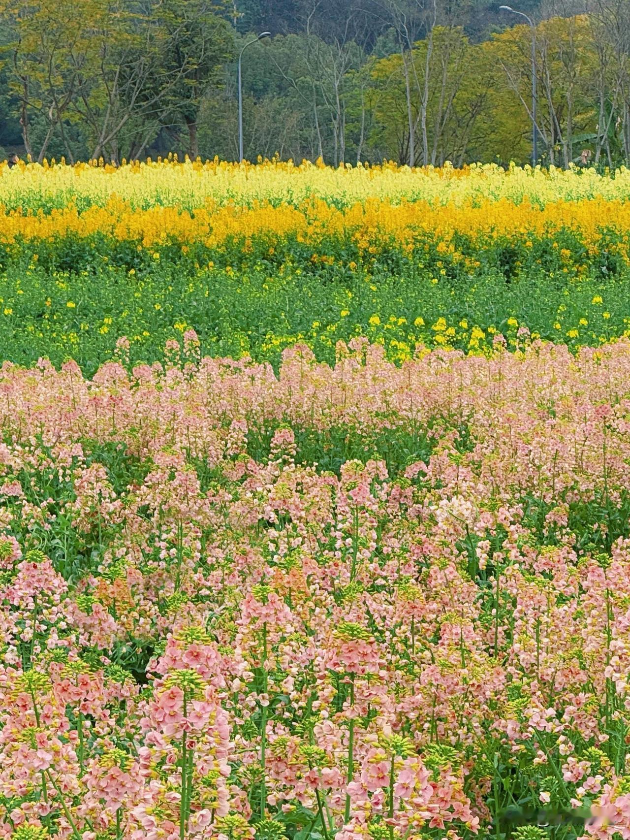 重庆广阳岛的五彩油菜花开了，仿佛现实版的“莫奈花园”！3月12日，南岸广阳岛