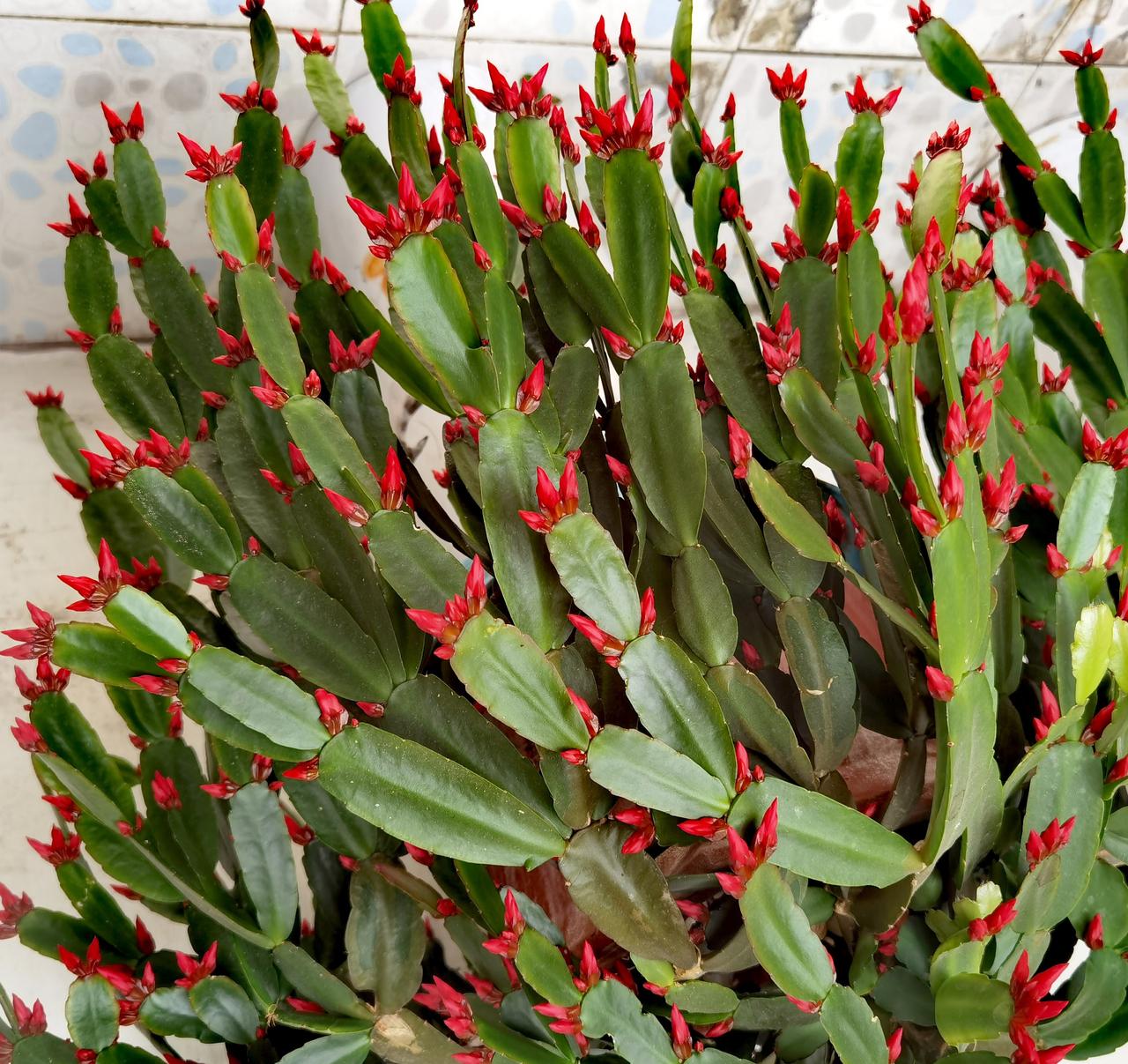 星星点点的红，越来越醒目。