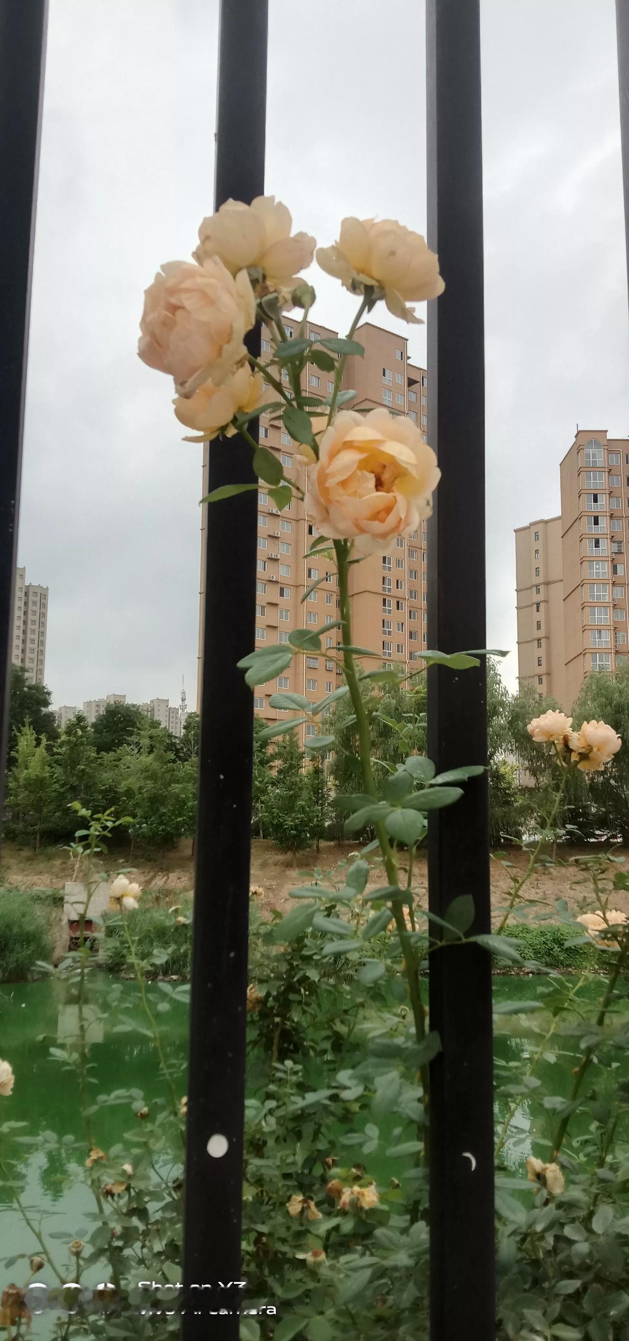 这几天嘴苦，早晨起来微微嘴苦。喝白开水都没味。本想着是感冒了，可是10来天还