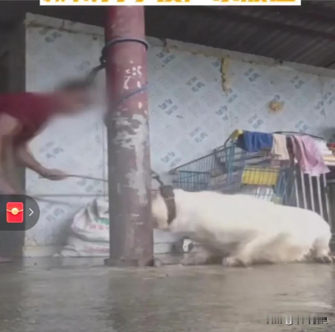 一只拉布拉多犬追着别人家的鸡咬，鸡的主人便要求狗主人赔偿。狗主人十分恼怒，竟拿狗