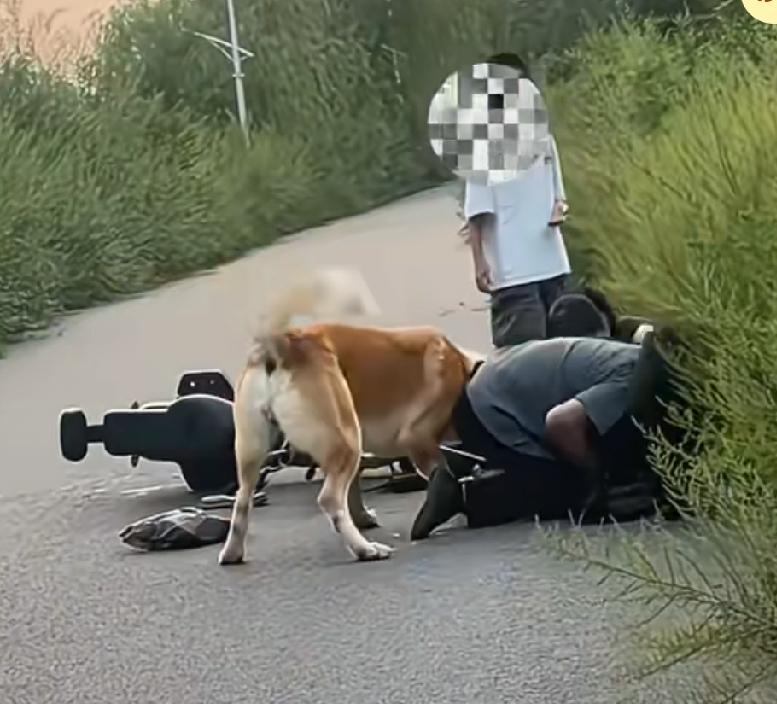 男子带两只大狗出门，母子带一小狗骑电车路过，大黑狗上去就咬住了小狗，致使骑着