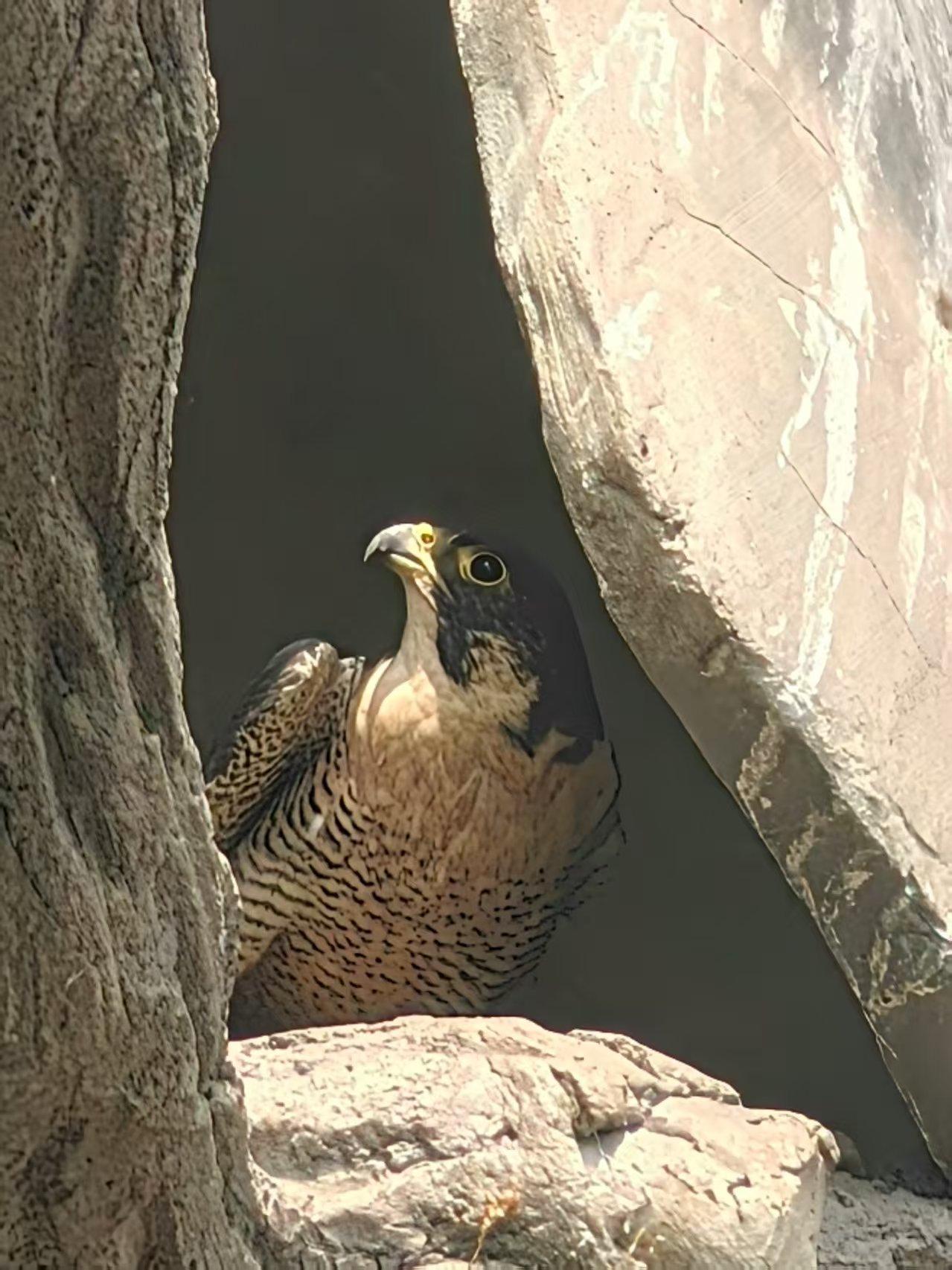 近日，各券商纷纷上调两融上限。招商证券：两融规模由1500亿提高到2500亿。