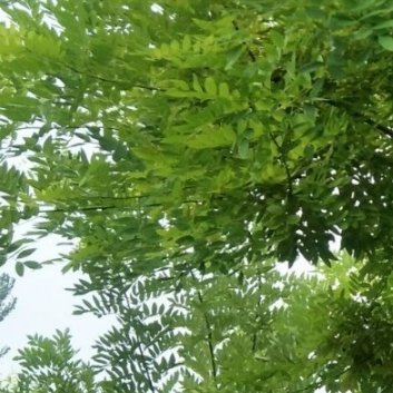种植🌳国槐树嫁接的方法1.最佳时间：春季3月至4月，此时气温逐渐回暖，砧木尚