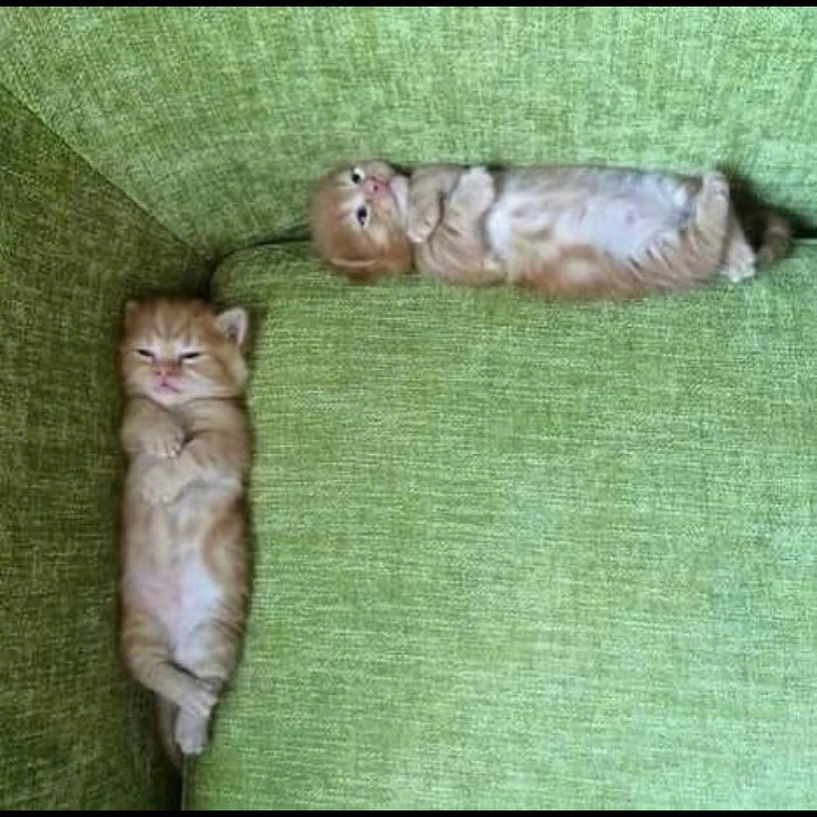 wedon'ttalkanimal～猫咪梗图​​​