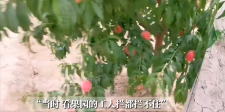 “白嫖成功了！”江苏徐州，果园的桃子即将收获，却遭到村民“哄抢”，50亩桃树被洗