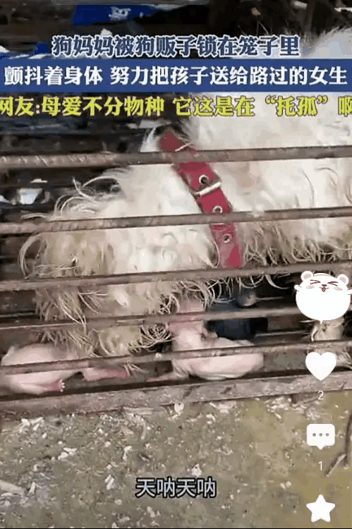 2024年11月，狗妈妈在送去屠宰场的笼子里生了宝宝，狗妈妈颤抖着身体，努力的把