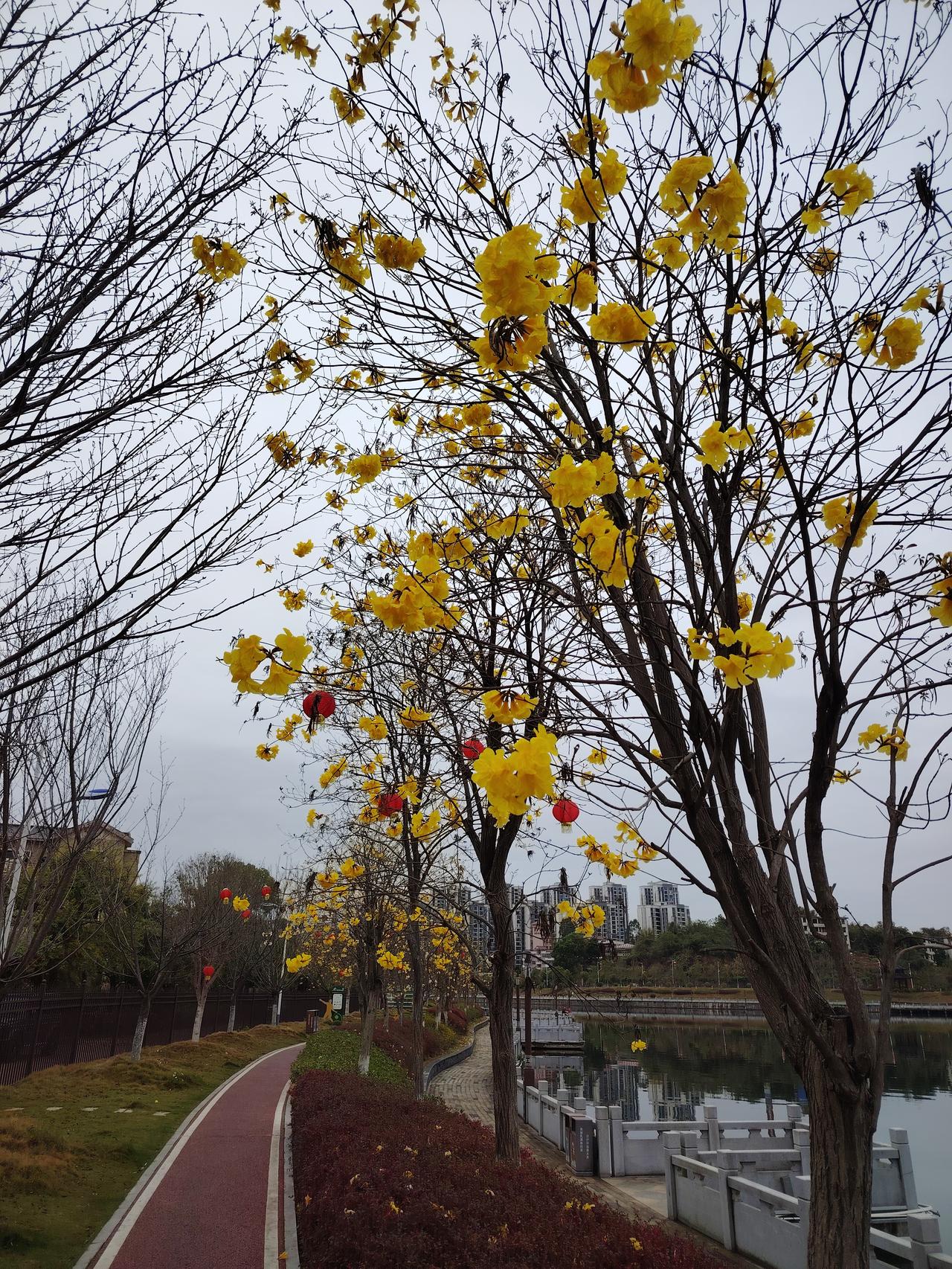 春日暖阳下，黄花开满枝头，漫步在湖畔小径，感受大自然的美好。春日暖阳下，漫步湖