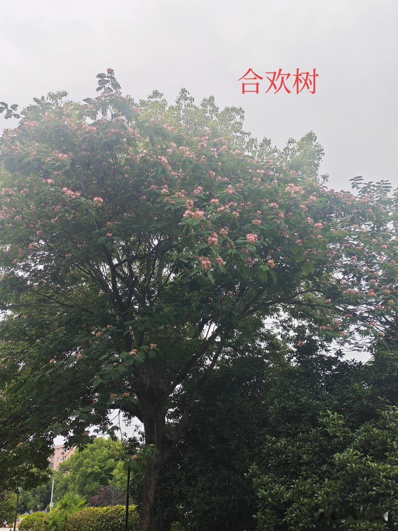 我喜欢合欢树，喜欢它的叶子和花儿。合欢树细碎的羽状叶子，跟含羞草的叶子非常相像，