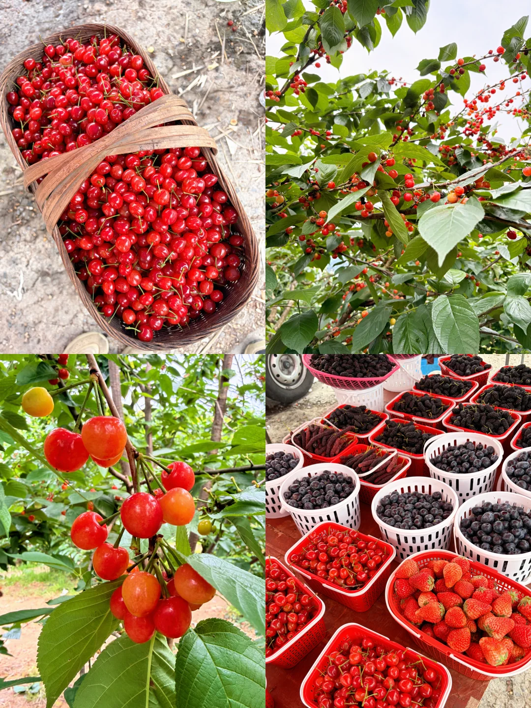 玉峰山摘樱桃🍒10块，树上快没了！别跑空！