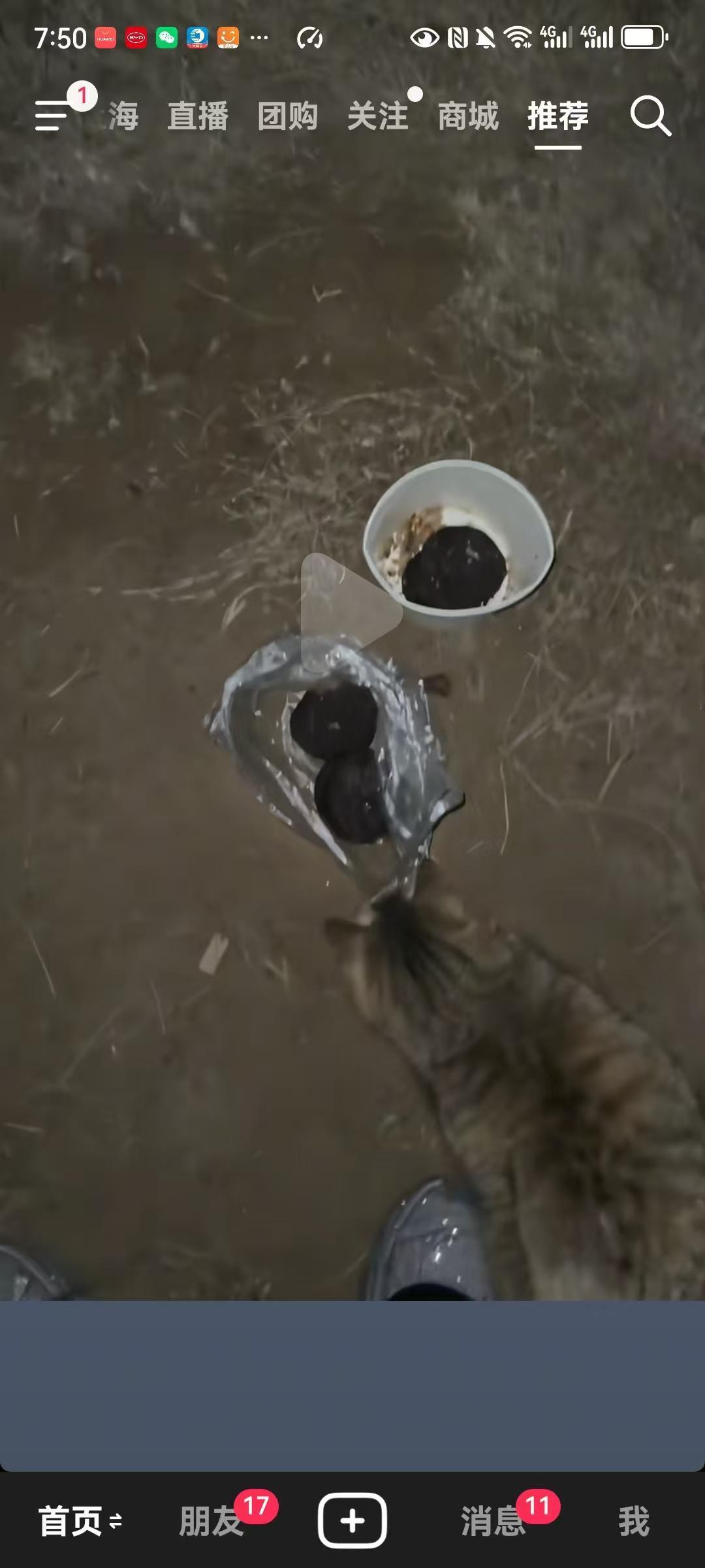 中国的小区里面有大量的流浪猫，很多小区里面居民不理解喂养流浪猫的危害，你觉的你在