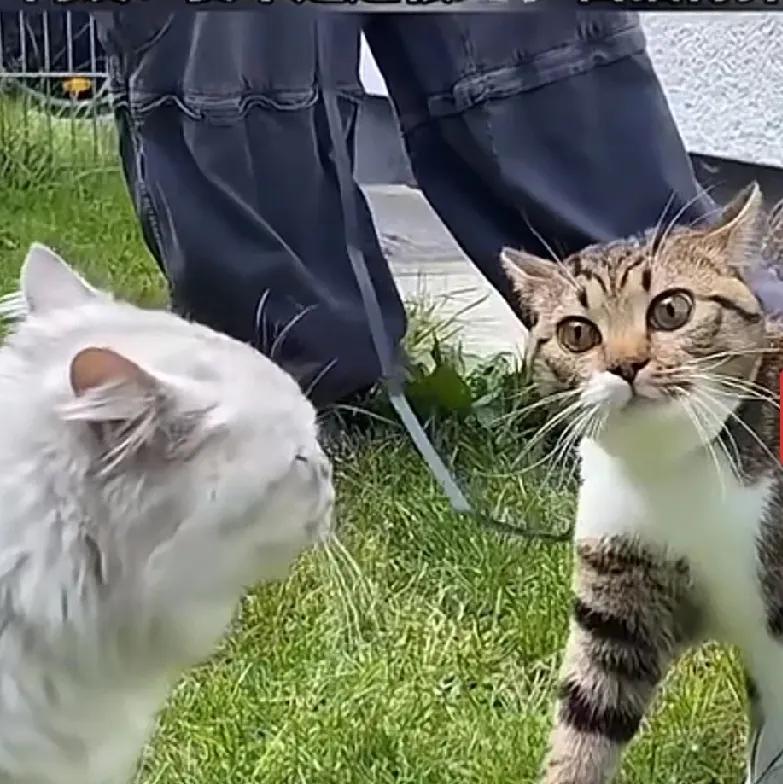 再谈毒狗案的事情。有人说狗拿耗子多管闲事，所以我就放了个猫的图片在这里。其实猫