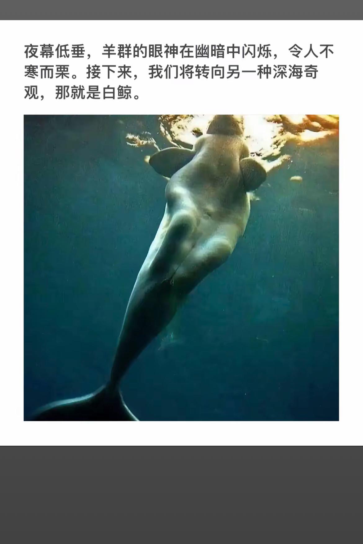 深海奇观：白鲸的神秘之旅