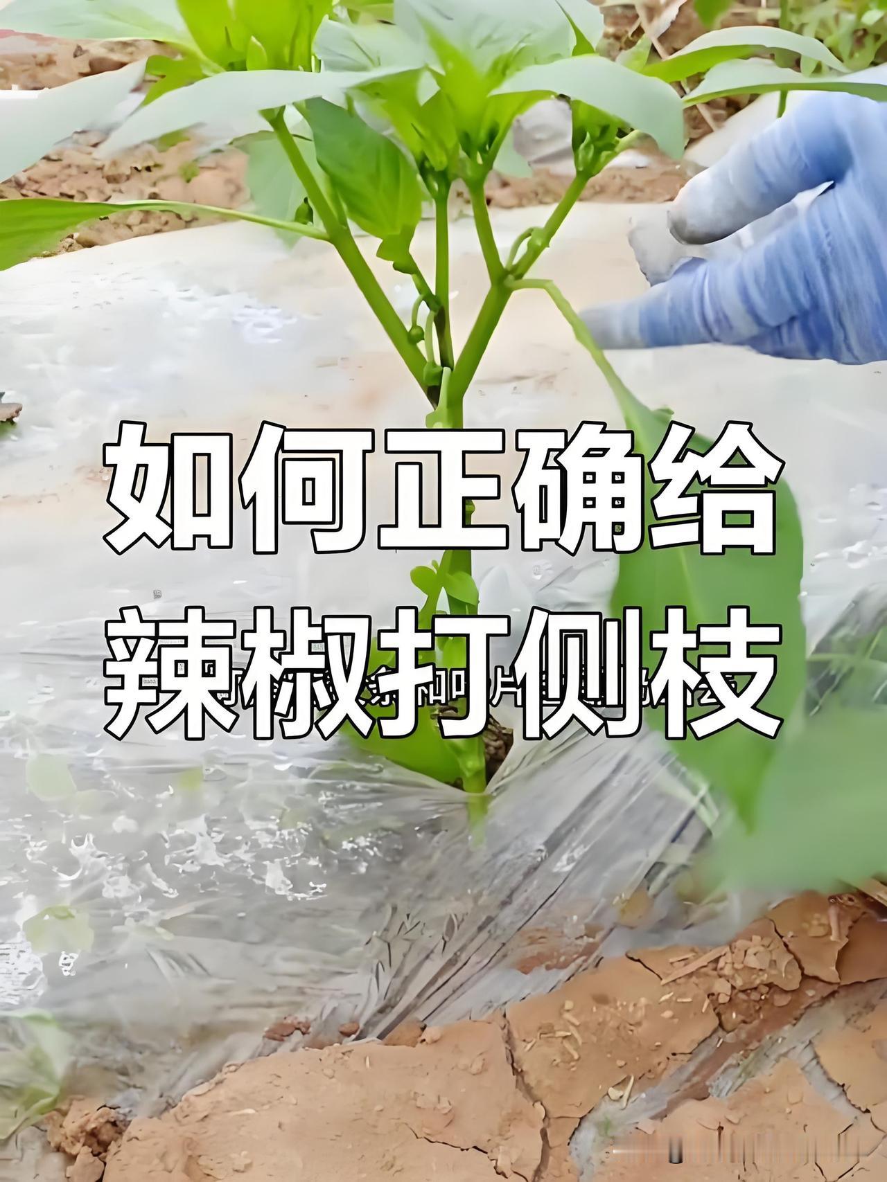 辣椒第一次打侧枝是什么时候？怎样打？首先等到辣椒秧苗长到30至40公分高度，