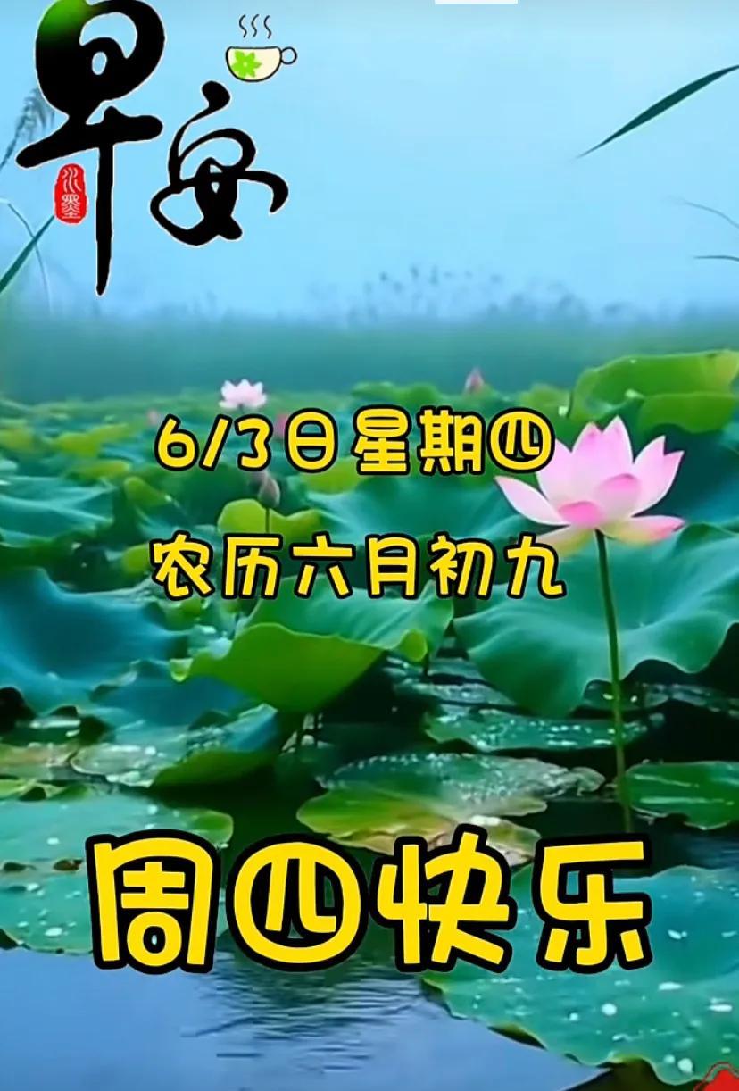 #六月初九，荷花盛开，美好祝福#周四快乐