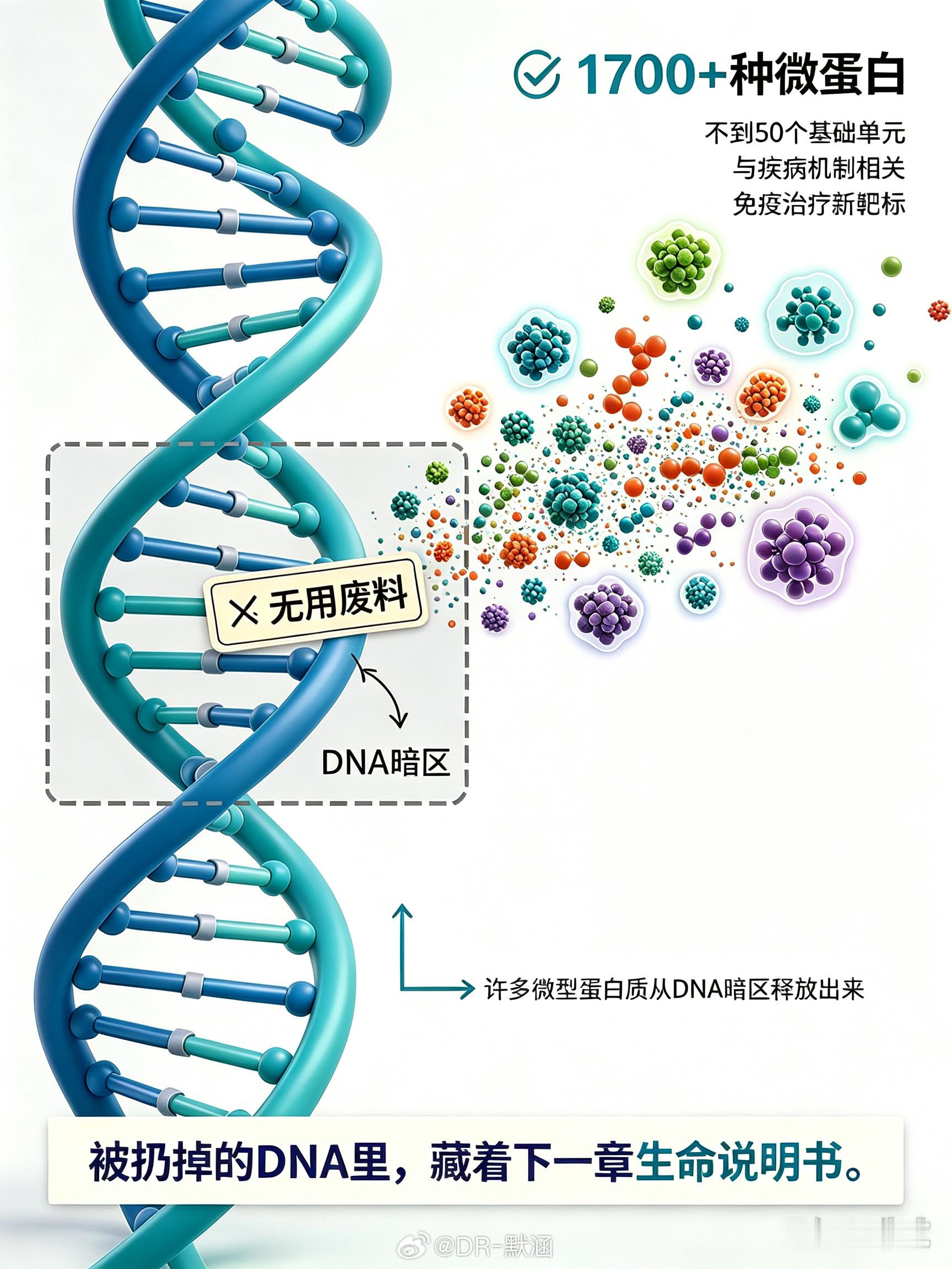 过去生物学界有个“二元认知”：一段DNA要么能编码蛋白质，要么就是没用的“废料”