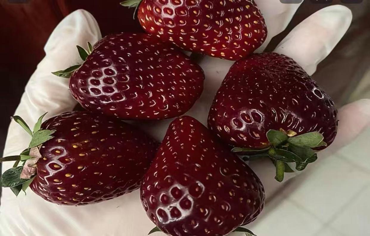 继进口车厘子后，一款国产高端水果成为新晋“水果新贵”。1月20日，售价高达300