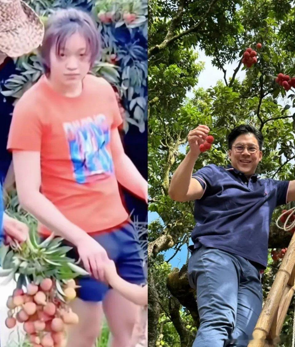 我问了种荔枝的老果农，全红婵回家摘荔枝，怎么把霍启刚都引去摘荔枝。他抹了把汗