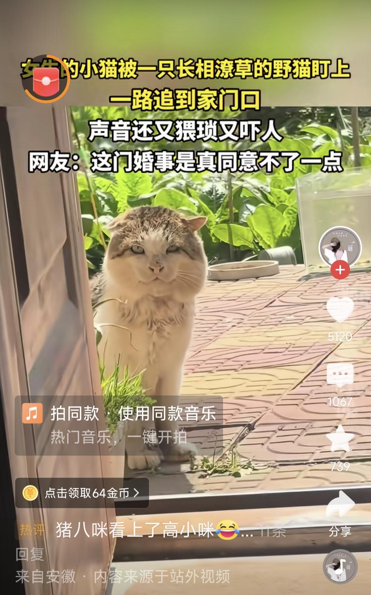 猪八咪看上了高小咪，这桩婚事估计全网的咪爸妈们都不同意吧，主要是这猪八咪长得太潦