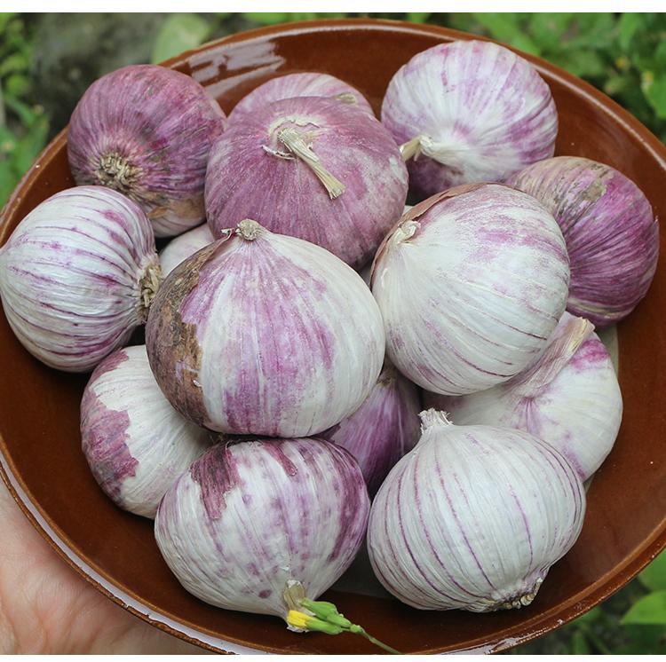 大蒜对人类有多大的好处？看完你就知道了。很多人嫌弃大蒜味道冲、口气重，吃顿