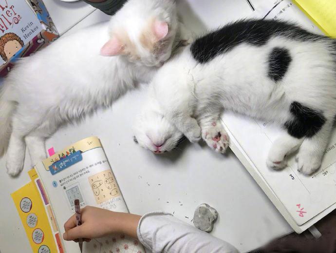 主人认真在写作业，2只猫趴在作业本上陪着，压力好大....