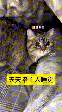 这视频我翻来覆去看了好几遍，真是稀罕死人。夜里十一点多，主人招呼狸花猫上床睡觉，