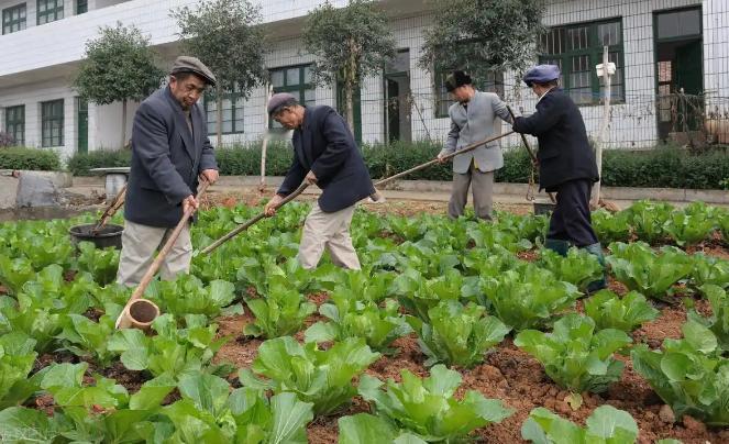 中国祖辈都在用的“粪水浇菜”，欧洲科学家却才发现，为什么？中国用粪水浇菜的习