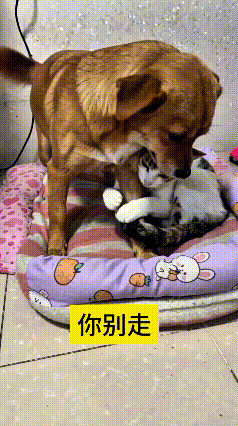 瞅瞅这一幕，给人逗得够呛。本来猫狗俩在小窝里躺得得劲得很，安安稳稳互不打扰。谁知