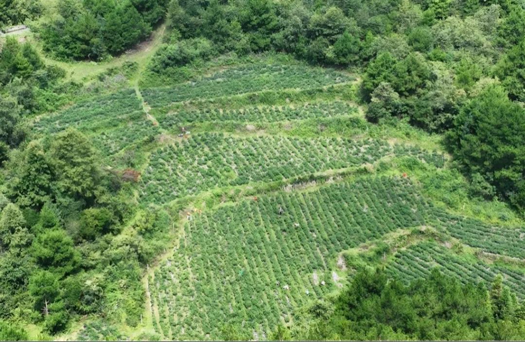 涟江街道龙井村朝天椒喜获丰收！走进涟江街道龙井村，连片种植的辣椒地铺展于田间