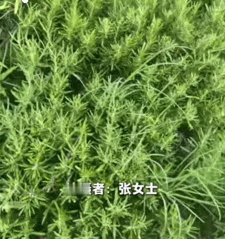 真执着！上海，一女子喜欢用迷迭香来烹饪牛肉。为了方便，她前后买过18盆迷迭香在家