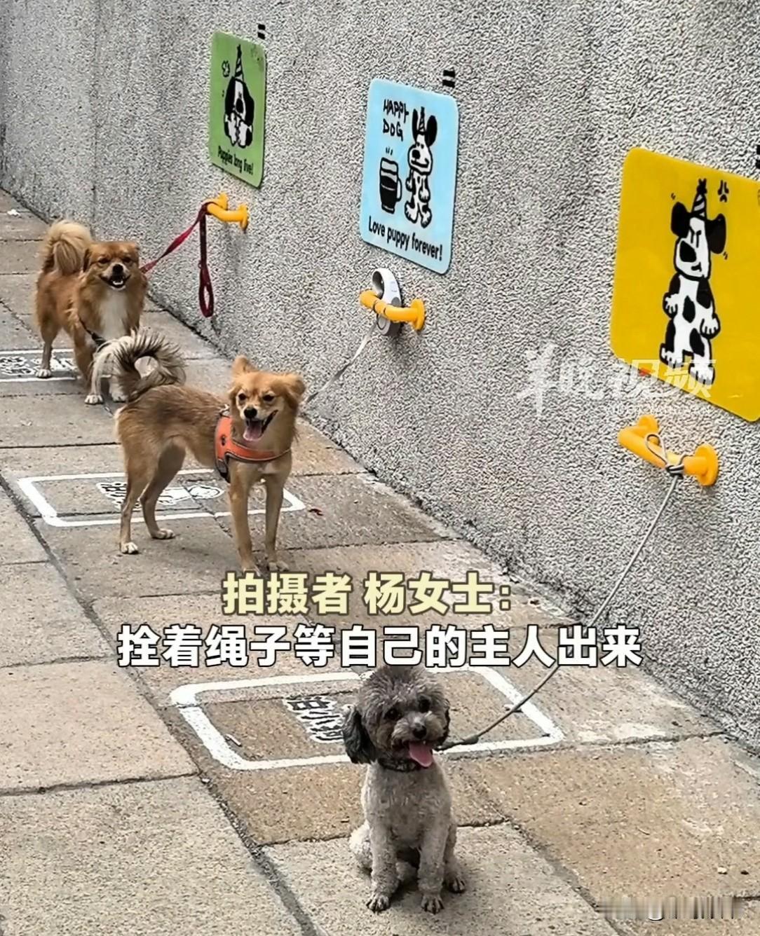 江苏扬州一商店门口，女子正要离开，突然余光瞄见墙边拴着一排狗。“怎么把狗全拴那儿