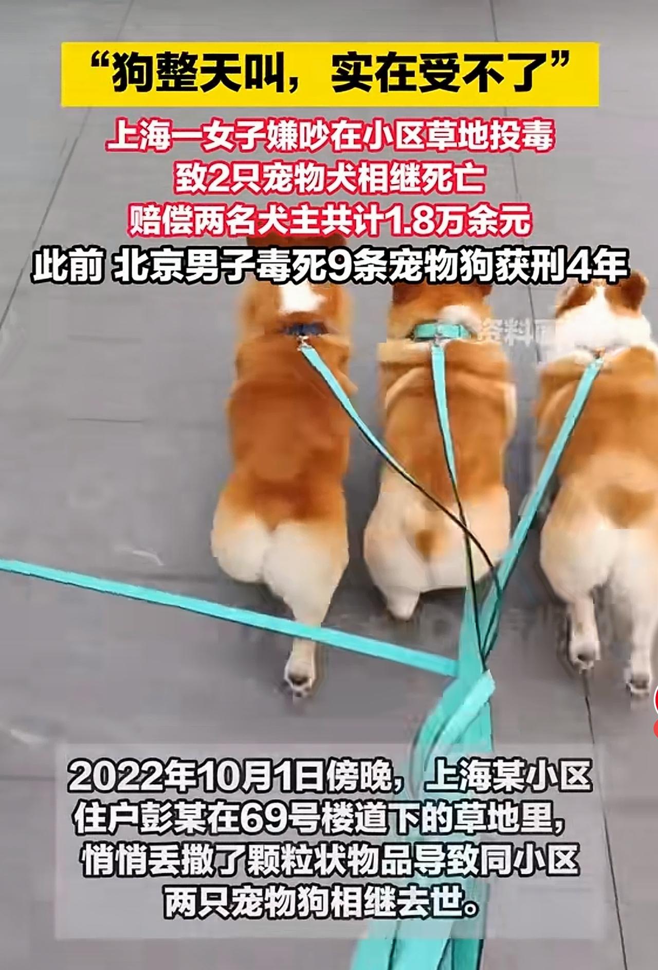 狗吃毒物死亡，罪与非罪，就看对狗来说的毒物，是否对人有毒，比如巧克力，异烟肼，一