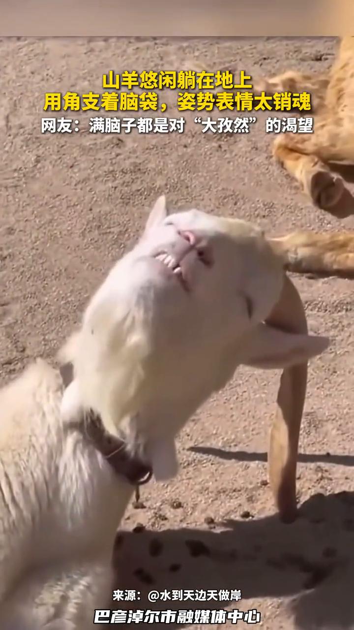 山羊悠闲躺在地上，用角支着脑袋，姿势表情太销魂。网友：满脑子都是对