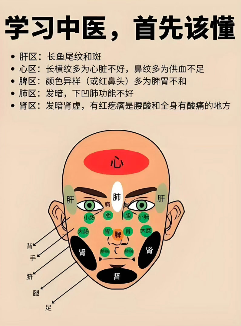 面部对应的各个器官功能问题中医认为肝主疏泄，肝功能不佳可能导致气血不畅，反映在