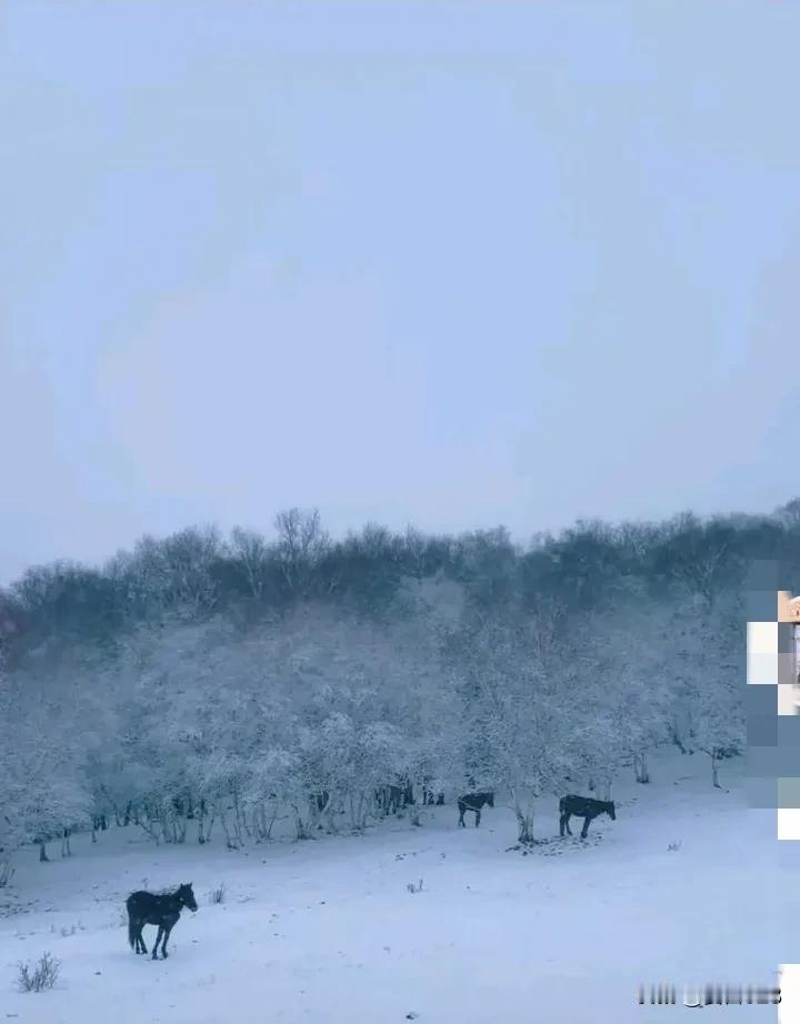 5月的内蒙古乌兰察布市竟遭遇罕见降雪，导致多匹名贵马匹冻死，这背后隐藏着怎样的自