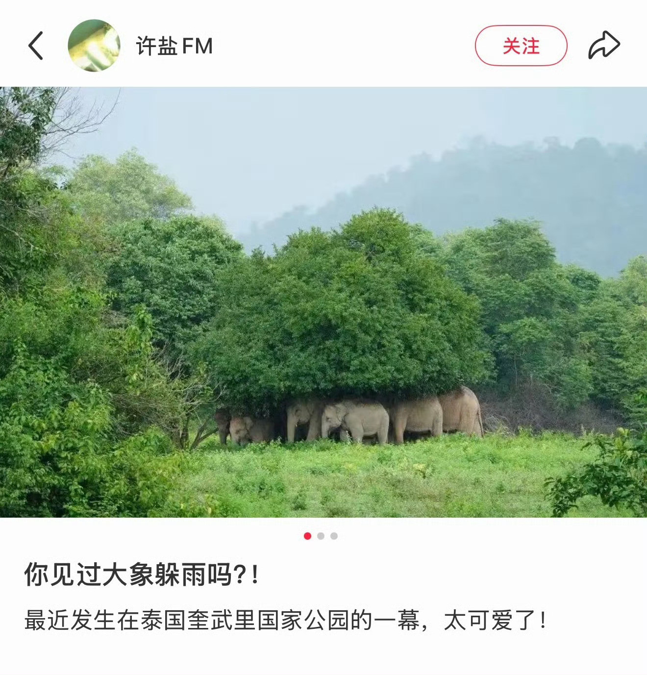 大象躲雨，太可爱了！一直觉得大象是很慈祥的动物。​​​