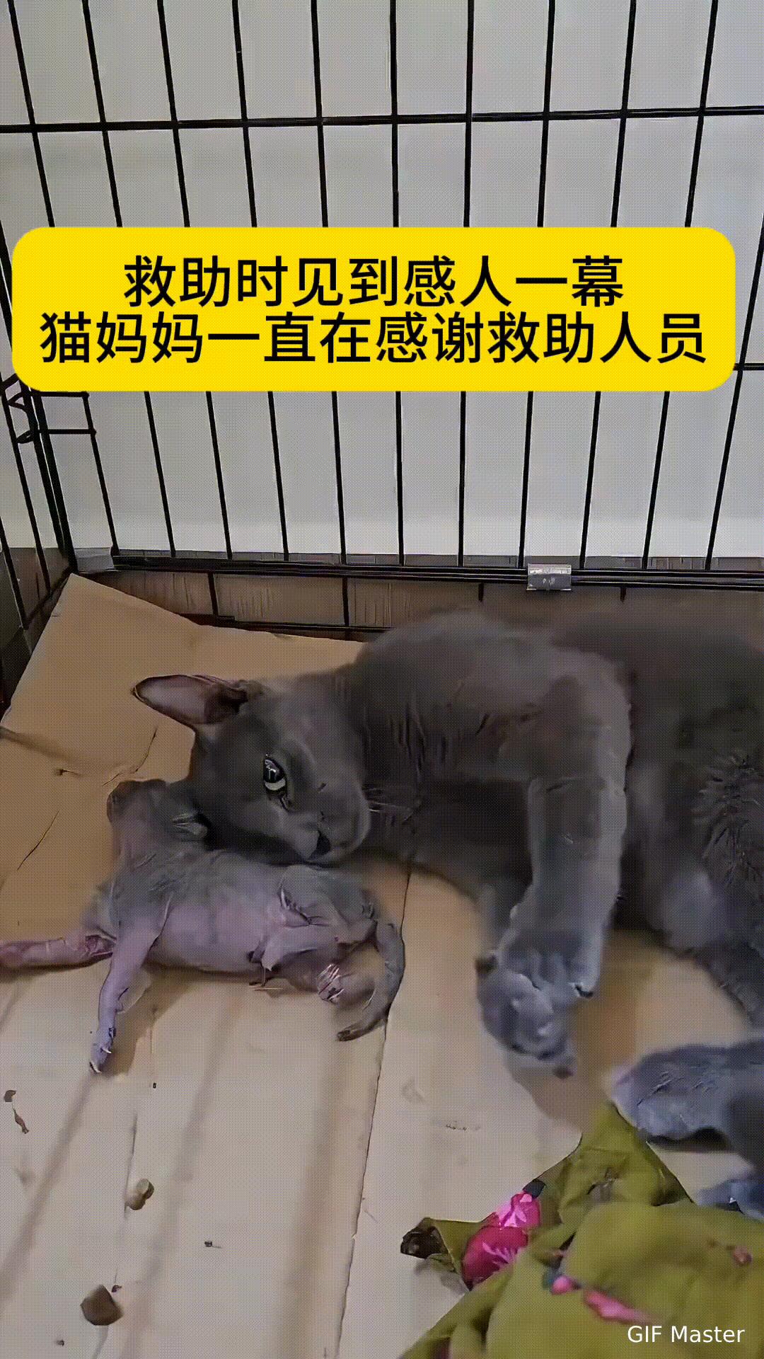 小哥救助猫咪和它的孩子，它竟不停作揖感谢小哥！小哥救助了猫妈妈和它的孩子，猫妈妈