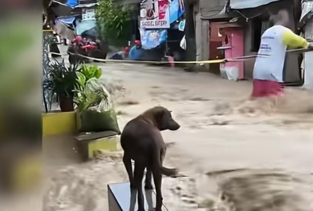 地震、海啸袭击菲律宾，总统马科斯坐镇指挥救灾，防长特奥多罗刚拍胸脯承诺全力救援。