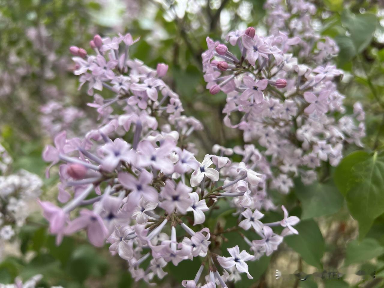 老师无偿补课，家长肯定不会反对。问题是老师肯不肯干？得多么高尚的人才肯免费补课